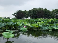 -荷塘月色湿地公园·向阳花洲