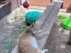 -青藏高原野生动物园