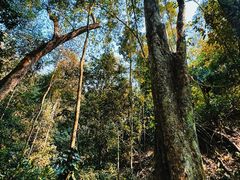 -西双版纳原始森林公园