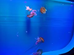 -多彩贵州城极地海洋世界