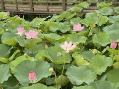 -洪湖生态旅游区