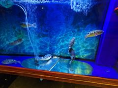 -肆月河豚·新淮扬(金融街店)