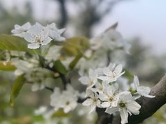 -树山生态村