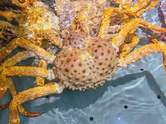 -阿拉斯加·海货(马王堆店)