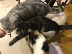 -平行世界·猫咖(首经贸店)