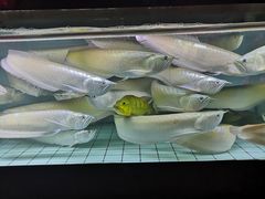 -中环花鸟鱼虫市场