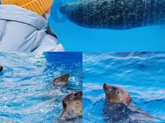-海合安天津极地海洋公园