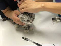 -伟伟宠物医院·CT影像中心·瑞派犬猫综合性门诊(汉口总院)