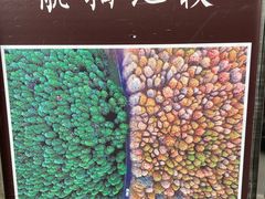 -山王坪喀斯特国家生态公园