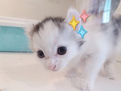-猫爷宠物生活馆·撸猫馆
