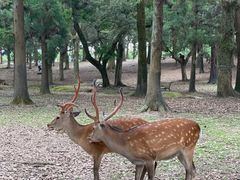-奈良公园