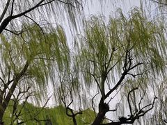 -柳浪闻莺公园