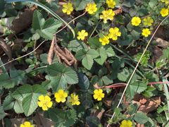 -ZEMOCAFE·FUSION FOOD(西交利物浦店)