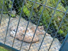 -大连森林动物园