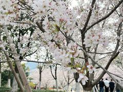 -径山花海