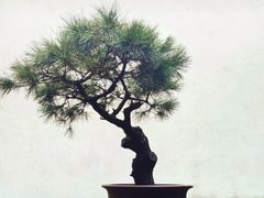 -艺圃