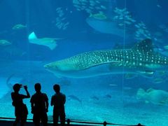 -烟台海昌鲸鲨海洋公园