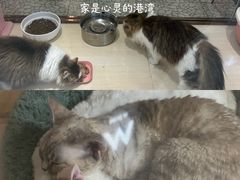 -momokira米努特·德文卷毛猫·棉花面纱犬
