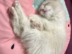 -lincat·猫舍(广州店)