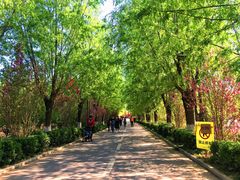 -渭南桃花源民俗文化园