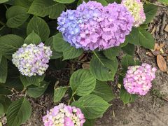 -上海共青森林公园