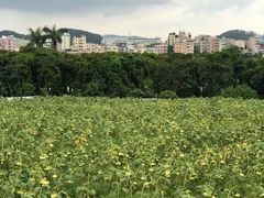 -光明小镇欢乐田园