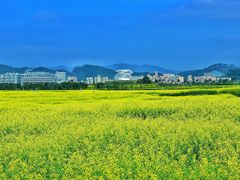 -光明小镇欢乐田园
