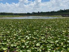 -上海海湾国家森林公园