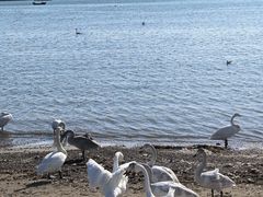 -烟墩角天鹅湖