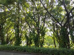-大湾区中央湿地公园