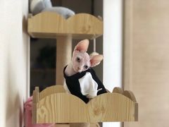 -爱妮康宠物医院·干细胞免疫细胞·肿瘤·心脏(张江店)