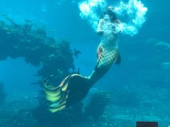 -海棠湾洲际-涛·海底餐厅·美人鱼·自助餐·海底隧道