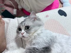 -安安宠医宠物医院·异宠·犬猫内科(岳阳分院)