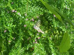 android_upload_pic-鼎湖山风景区