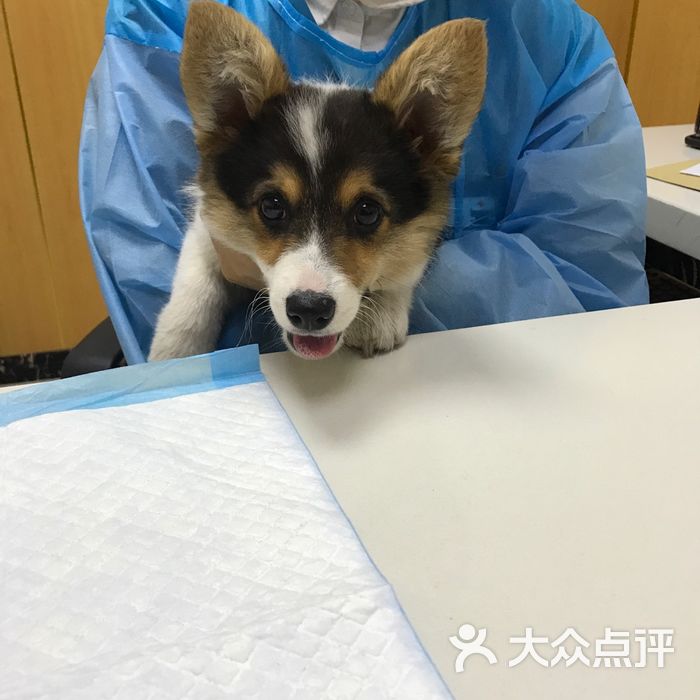 安安宠医·成都臻爱宠物医院