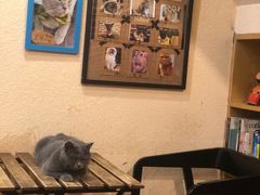 -猫友咖啡店(玉林西路店)