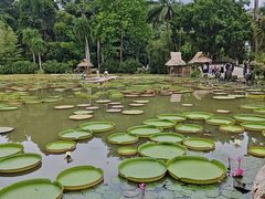-中国科学院西双版纳热带植物园