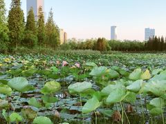 -艾溪湖湿地公园