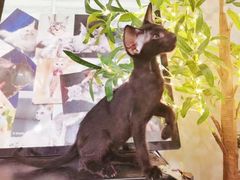 -十年猫舍·猫咪专门店(普陀店)