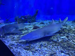 -太平洋海底世界