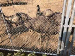 -宿豫区运河湾森林动物园