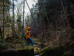 -五营红松林海景区