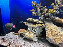 -芜湖新华联大白鲸海洋公园