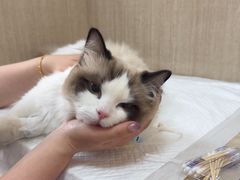-北京观赏动物医院·24小时大型综合·猫专科·异宠专科
