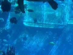 -海棠湾洲际-涛·海底餐厅·美人鱼·自助餐·海底隧道