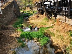 -Local泰莲庭(虹鳟鱼店)