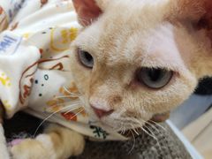 -COLOR PETS 撸猫馆·购猫·猫咖(长风大悦城店)