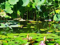 -国家植物园南园