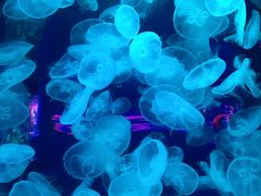 -左海海底世界