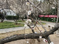 -香雪海